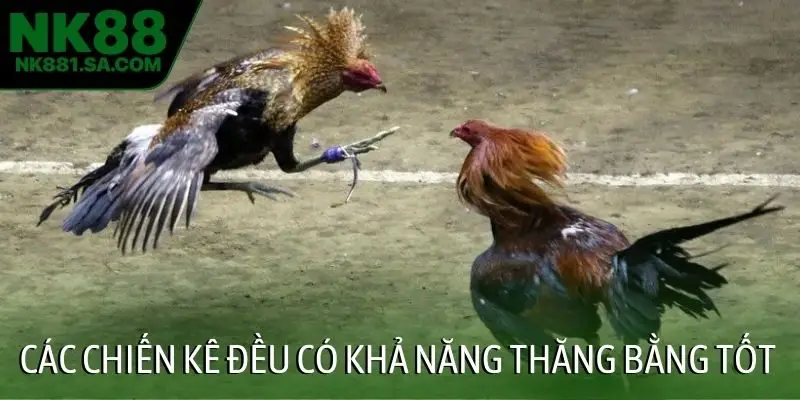 Các chiến kê đều có khả năng thăng bằng tốt