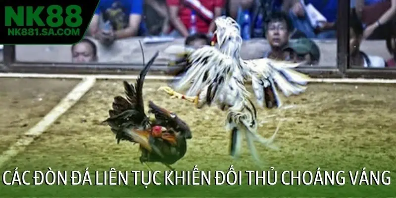 Các đòn đá liên tục khiến đối thủ choáng váng