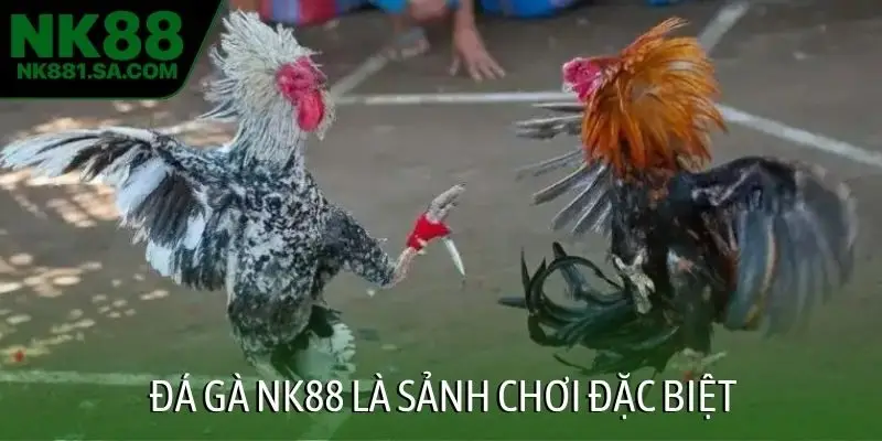Đá gà NK88 là sảnh chơi đặc biệt
