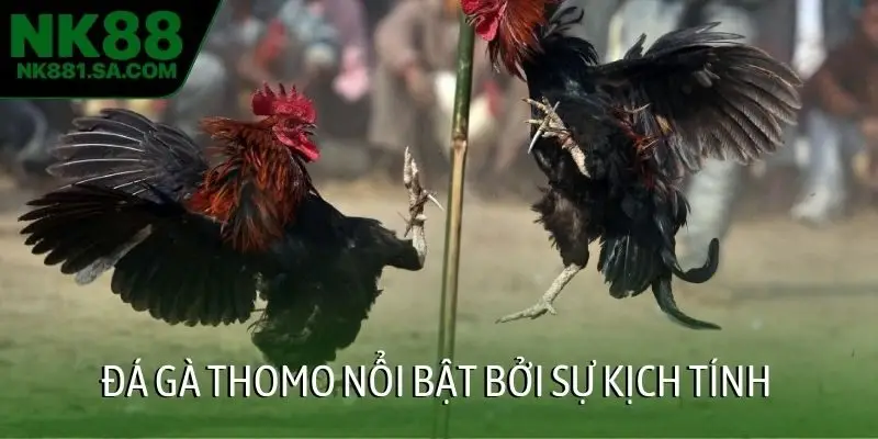 Đá gà Thomo nổi bật bởi sự kịch tính