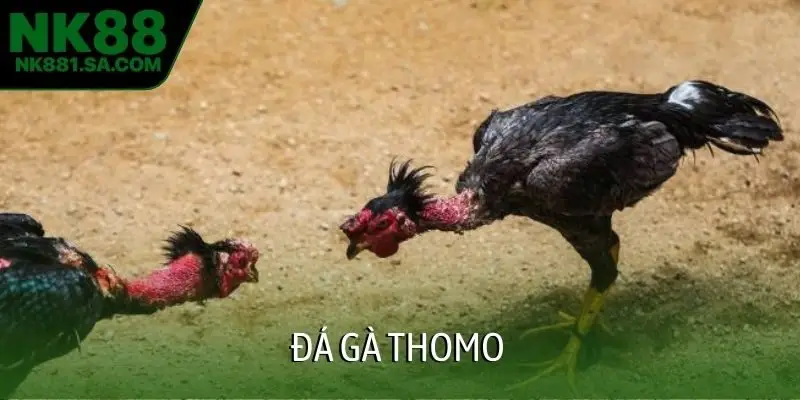 Đá gà Thomo