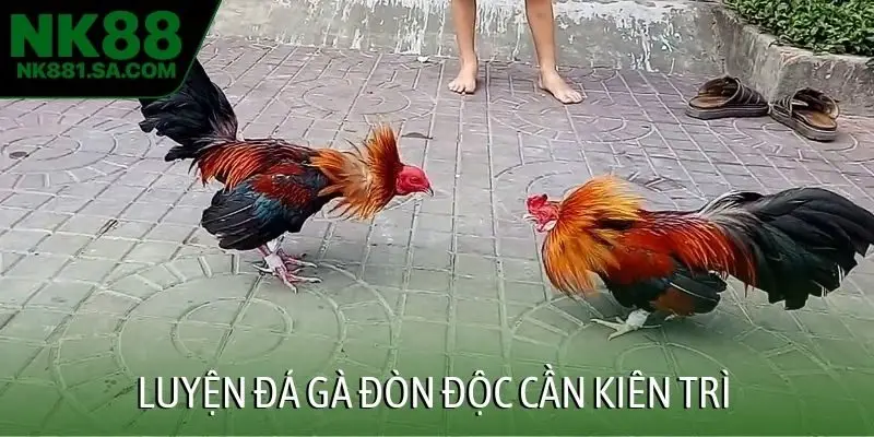 Luyện đá gà đòn độc cần kiên trì