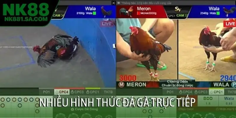 Nhiều hình thức đá gà trực tiếp